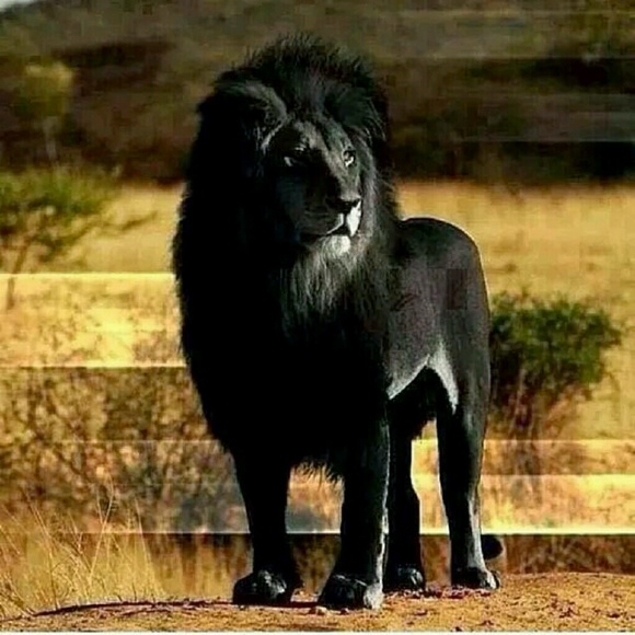 Meet your Posher, Steve - Picture 1 of 1